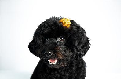 《丧尸围城：豪华复刻版》发布免费试玩 实体版已推出